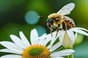 ein Biene ist Sitzung auf ein Weiß Blume. KI-generiert foto