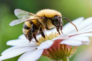 ein Biene ist Sitzung auf ein Weiß Blume. KI-generiert foto