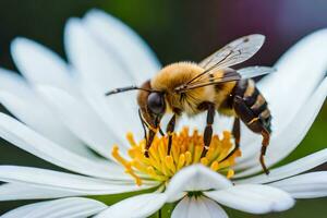 ein Biene auf ein Weiß Blume mit ein schwarz und Gelb Körper. KI-generiert foto