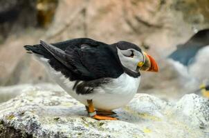 ein Papageientaucher Vogel ist Stehen auf ein Felsen foto