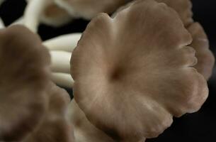 Auster Pilz wachsen aus von das Tasche auf schwarz Hintergrund , Gruppe Auster Pilz . foto