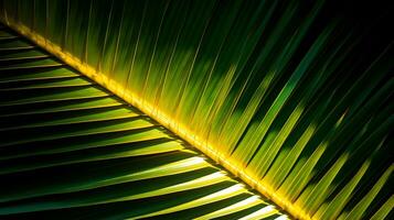 Kokosnuss Palme Blatt im das Licht von das Sonne auf ein dunkel Hintergrund ai generativ foto