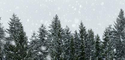 Kiefer Wald im Winter Schnee fallen breit Winkel Schuss von spät Winter wo das Landschaft ist Weiß Kiefer Baum Hintergrund mit schwer Schnee foto