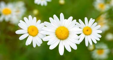 Gänseblümchen Weiß Blumen auf ein Weiß Hintergrund minimalistisch foto