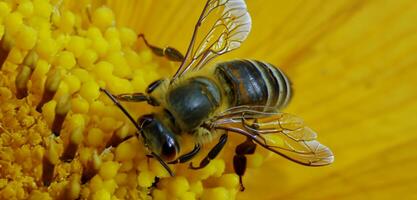 Bienen saugen Pollen von Blumen schließen oben Foto Makro Foto von ein Insekt Wespe