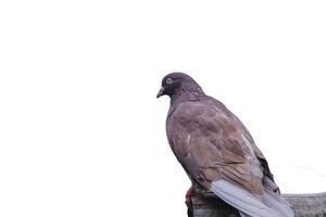 ein Taube Vogel Stehen allein auf Weiß Hintergrund. ein Taube Stehen allein auf schwarz hölzern zum Freiheit Tag Konzept. foto