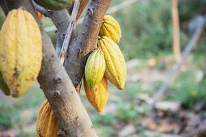 Kakao Obst Garten, tropisch landwirtschaftlich Hintergrund foto