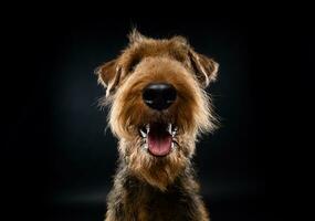 Porträt von ein airedale Terrier im Nahansicht. foto