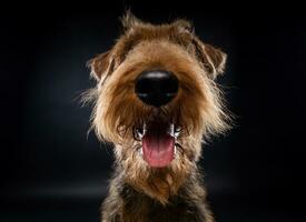 Porträt von ein airedale Terrier im Nahansicht. foto