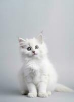 süß Katze, ein Weiß Kätzchen posieren im ein Studio gegen ein grau Hintergrund. generativ ai foto