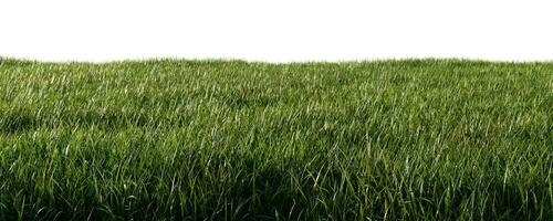 Grün Gras Wiese isoliert auf Weiß Hintergrund foto