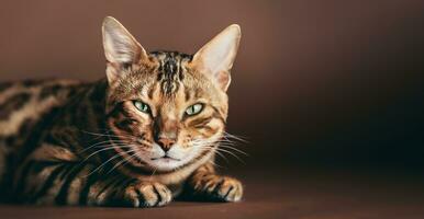 Bengalen Katze Porträt im Studio. foto