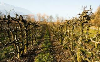 sonnendurchflutet Weinberge im Savoie foto