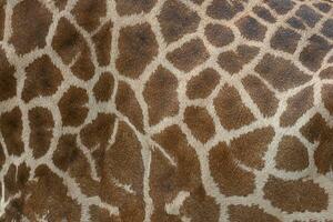 schön Muster von Giraffe Haut zum Hintergrund. foto