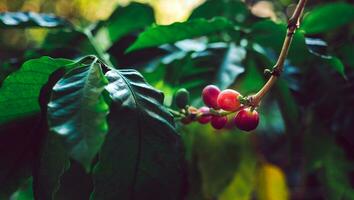 Nahansicht von rot Kaffee Bohnen Reifung, frisch Kaffee, rot Beere Zweig, Landwirtschaft auf Kaffee Baum foto