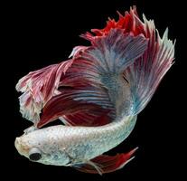 schön Bewegung von Weiß rot Betta Fisch, rhythmisch schließen oben von Siamese Kampf Fisch, Betta Pracht, Halbmond Betta von Thailand auf schwarz Hintergrund. foto