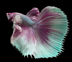 schön Bewegung von lila Betta Fisch, violett Siamese Kampf Fisch, Rosa Betta prächtig isoliert auf schwarz Hintergrund. Studio Schuss. foto