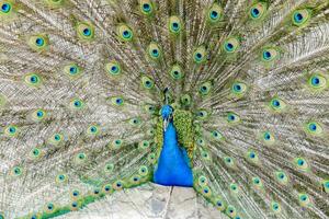 bunt Pfau Vogel foto