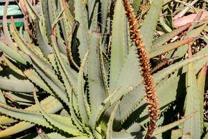 grüne Aloe-Pflanze foto