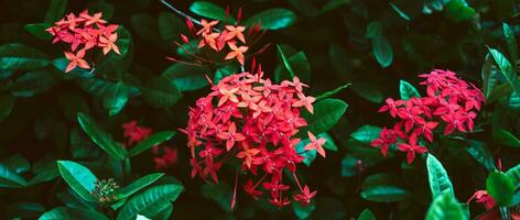 rot Nadel Blume König ixora Blühen ixora Chinensis Rubiaceae Blume ixora Blume ixora Coccinea Hintergrund foto