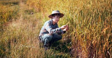 glücklich asiatisch Mann Farmer Ernte Reis im Rahmen, ein jung Farmer Stehen im ein Paddy Feld Prüfung Pflanzen beim Sonnenuntergang. foto