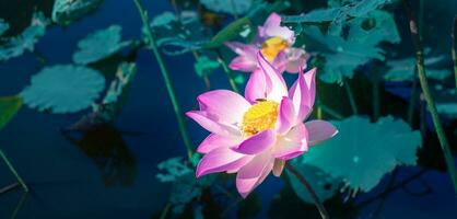 Nahansicht schön indisch Lotus Blume im Teich.rosa groß Lotus Blume Hintergrund Lilie schwebend auf das Wasser. foto