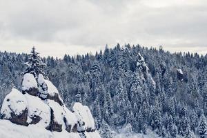 Gruppe von schneebedeckten Tannen. verschneiter Wald in den Bergen foto