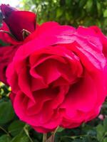 rot Rose im Sommer- foto