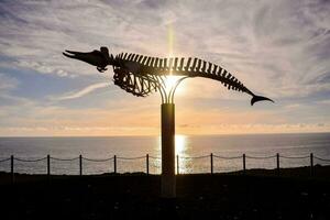 ein groß Fisch Skelett ist auf Anzeige beim Sonnenuntergang foto