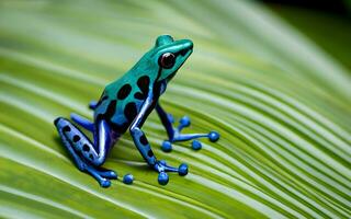 zauberhaft Eleganz, ein fesselnd Nahansicht von ein vergiften Pfeil Frosch beschwingt Farben. ai generiert foto