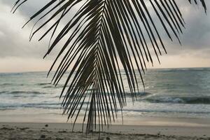 Paradies Strand mit Weiß Sand und Palmen. diani Strand beim indisch Ozean Umfeld von Mombasa, Kenia. Landschaft Foto exotisch Strand im Afrika