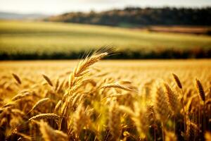 herbstlich Weizen Gerste Feld beim Sonnenuntergang. kommerziell Beschwerde mit reichlich Text Raum. ai generativ foto