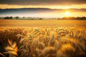 herbstlich Weizen Gerste Feld beim Sonnenuntergang. kommerziell Beschwerde mit reichlich Text Raum. ai generativ foto