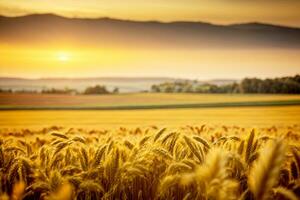 herbstlich Weizen Gerste Feld beim Sonnenuntergang. kommerziell Beschwerde mit reichlich Text Raum. ai generativ foto