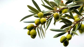 Nahansicht von ein Olive Baum Ast auf ein Weiß Hintergrund. generativ ai foto