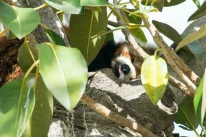 süß rot Panda nehmen ein Nickerchen im ein Baum foto