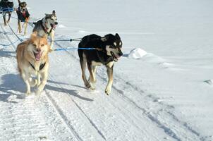 Laufen Schlitten Hunde im das Winter Schnee foto