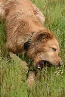 Nova schottland Ente gebührend Retriever Kauen auf ein Stock foto