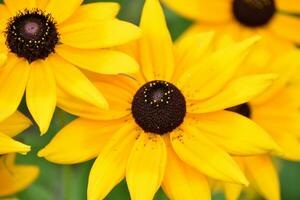 Garten mit Gloriosa Gänseblümchen Blühen und blühen foto