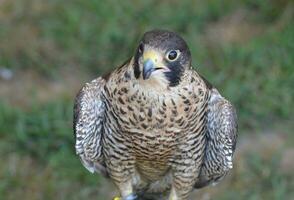 groß Falke Sitzung mit es ist Flügel aufgeplustert foto