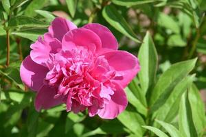 heiß Rosa blühen Rosa Pfingstrose Blume blühen foto