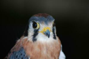 schließen oben von ein schön Falke mit Augen öffnen breit foto