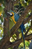 Blau und Gold Ara Vogel thront im ein Baum foto