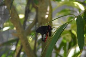 rot und schwarz Schmetterling auf ein groß Grün Blatt foto