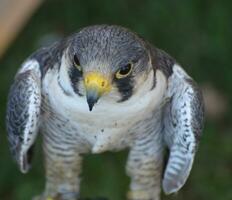 schließen oben von ein wild Vogel von Beute foto