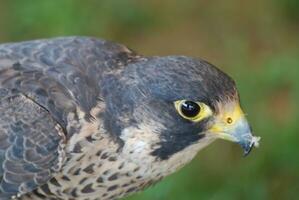 wild Falke mit dunkel Gefieder und ein Gelb Schnabel foto