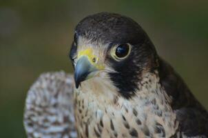 Vogel Aufpassen Fotos von ein wild Falke