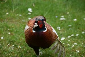 gekräuselt Gefieder auf das Flügel von ein Fasan foto