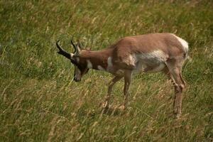 Wiese mit ein Gabelbock Antilope im ein Feld foto