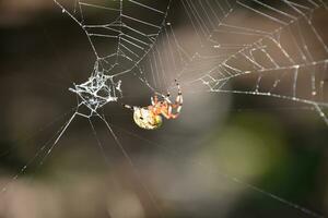 Komplex Netz mit ein orbweaver Spinne foto
